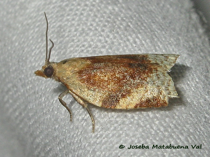 Clepsis siciliana - Tortricidae